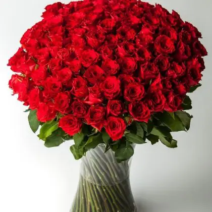 Yours Forever (100 Roses)